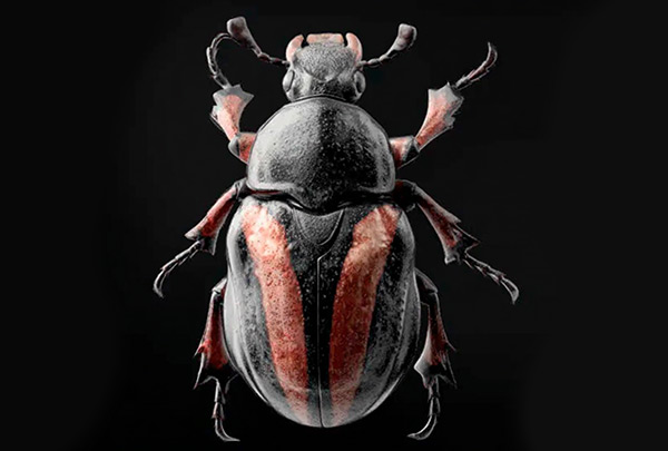 Beetle Removal Services