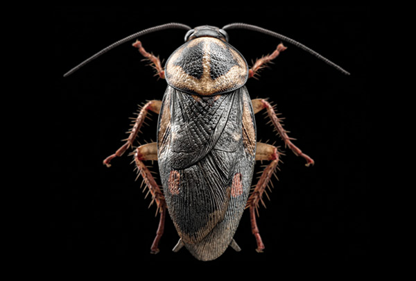 Cockroach Removal Services