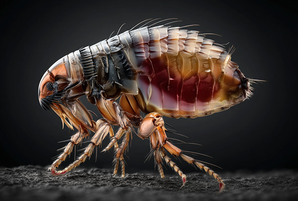 Flea Removal Services