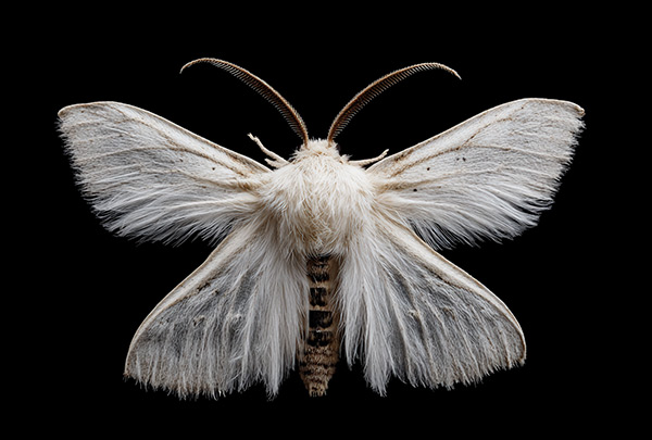 Moth Removal Services