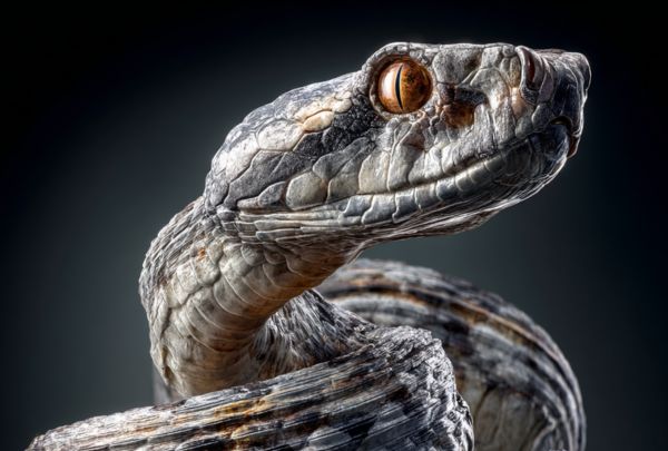 Snake Removal Services