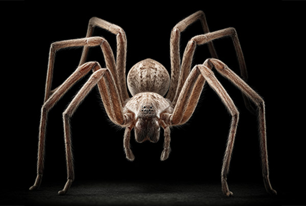 Spider Removal Services